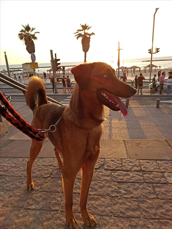 תמונה 1 ,כלבים מעורב   ריו למסירה בתל אביב