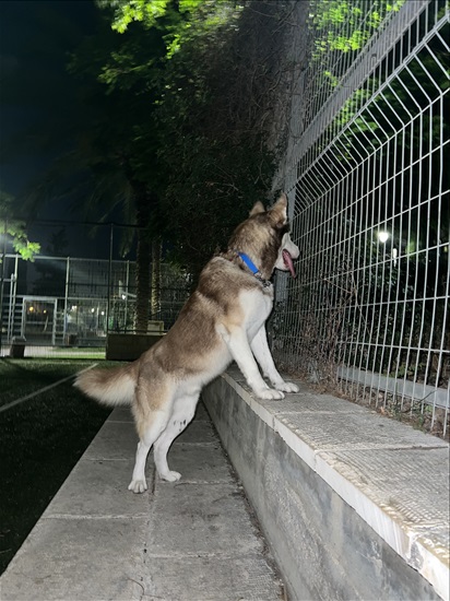 תמונה 2 ,כלבים האסקי סיביר   קאיו למסירה בקרית ביאליק
