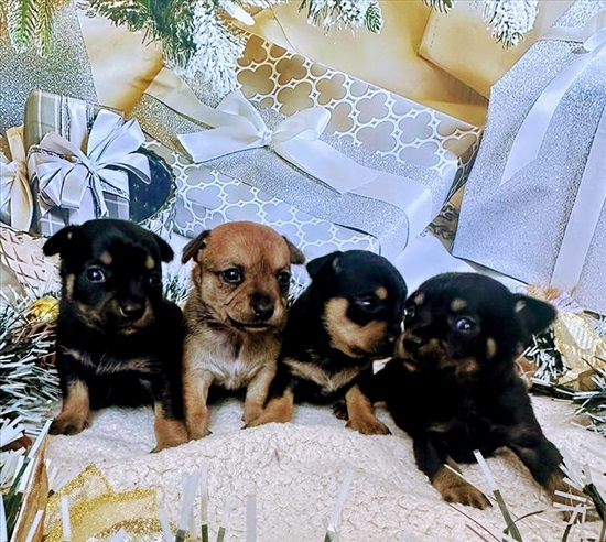 תמונה 1 ,כלבים פינצ`ר ננסי   גורים  למכירה בטבריה 