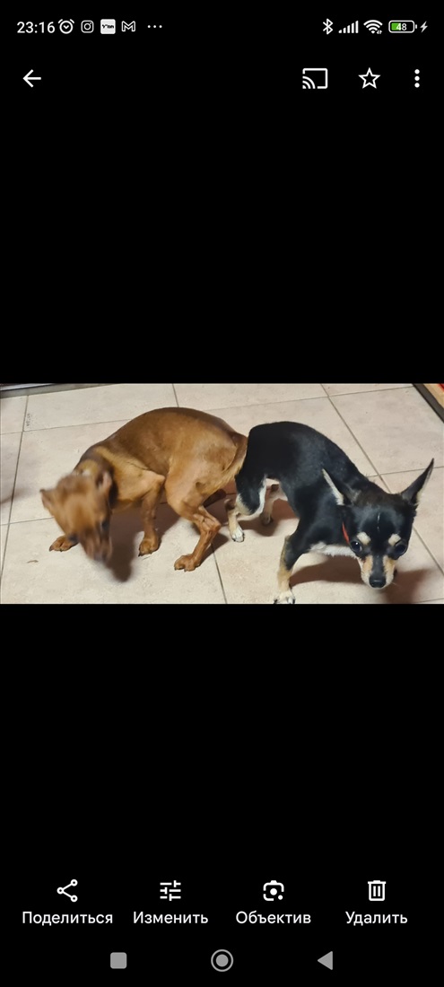תמונה 3 ,כלבים פינצ`ר ננסי   גורים  למכירה בטבריה 