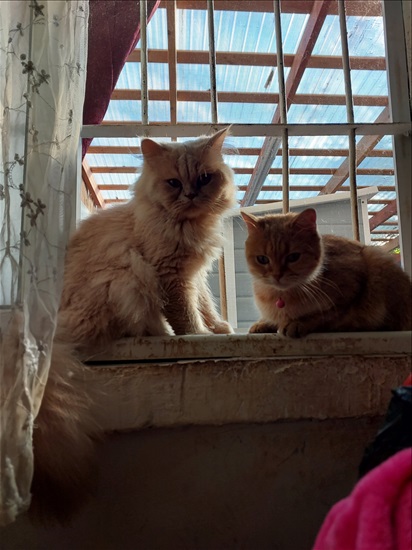 תמונה 1 ,חתולים פרסי   גורים למכירה באשקלון