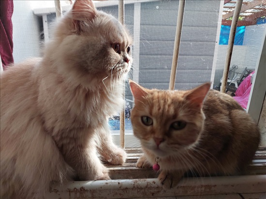 תמונה 4 ,חתולים פרסי   גורים למכירה באשקלון