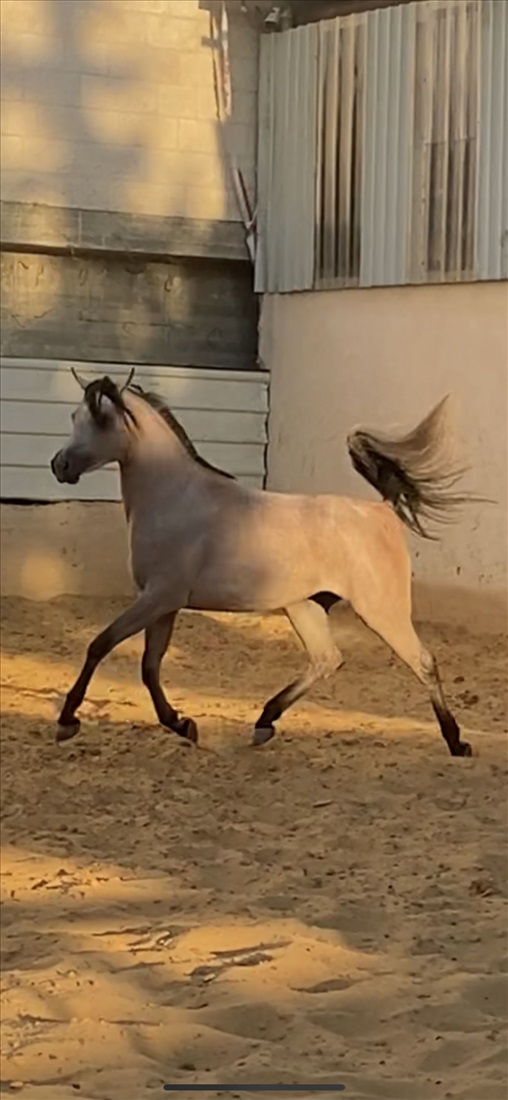 תמונה 2 ,סוסים ערבי   מוסטפה למכירה בבית ספאפא