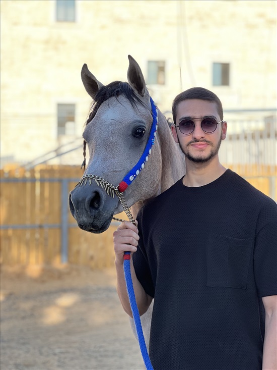 תמונה 3 ,סוסים ערבי   מוסטפה למכירה בבית ספאפא