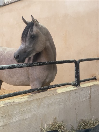 תמונה 1 ,סוסים ערבי   מוסטפה למכירה בבית ספאפא