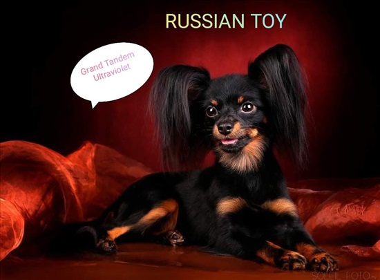 תמונה 5 ,כלבים טוי רוסי   נעמי  למכירה באשדות יעקב מאוחד