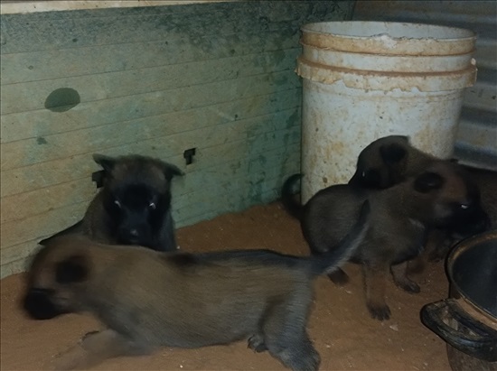 תמונה 3 ,כלבים רועה בלגי   חמודים למכירה בראשון לציון 