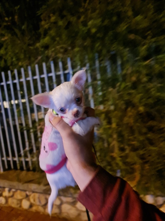 תמונה 4 ,כלבים צ`יוואווה   יוקי למכירה בחולון