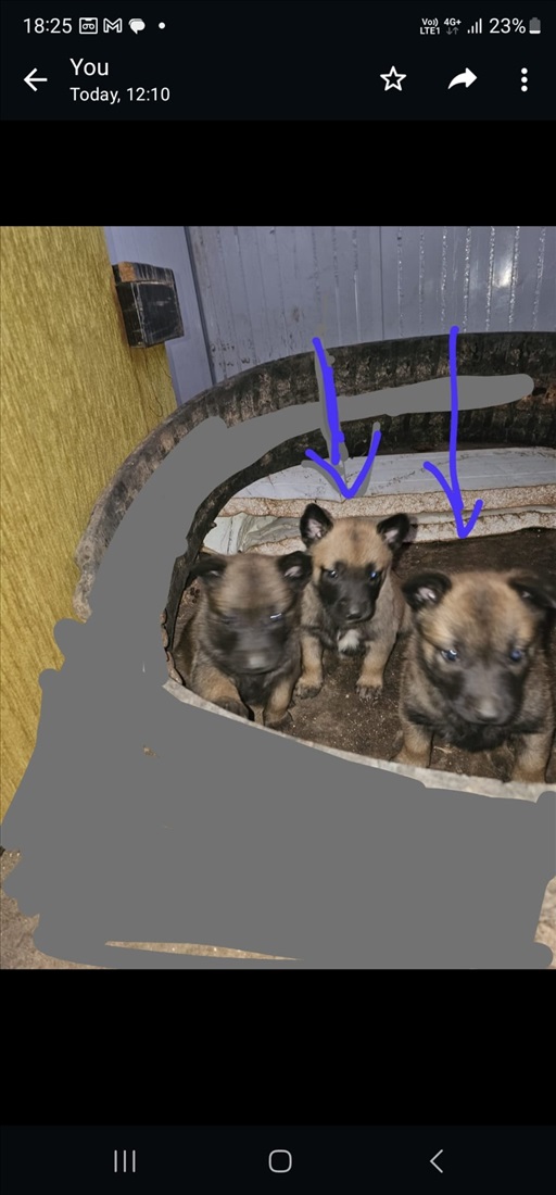תמונה 2 ,כלבים רועה בלגי   גורי למכירה ביאנוח-ג'ת