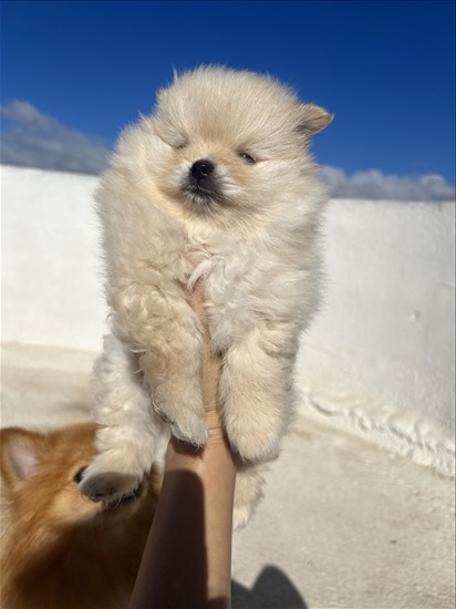 תמונה 1 ,כלבים פומרניאן   אליקס למכירה ברמת הגולן 