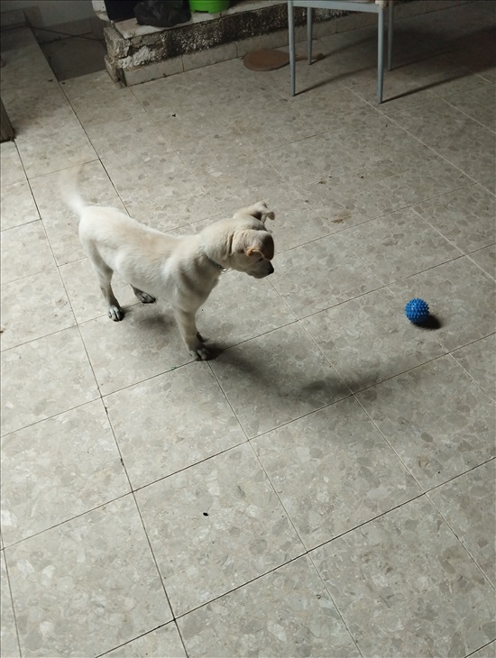 תמונה 3 ,כלבים מעורב   מקס למכירה ביהודמונסון