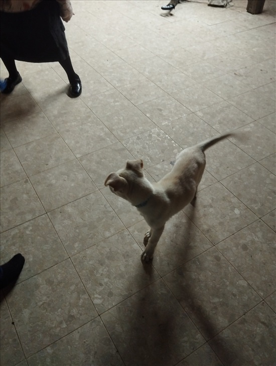 תמונה 4 ,כלבים מעורב   מקס למכירה ביהודמונסון