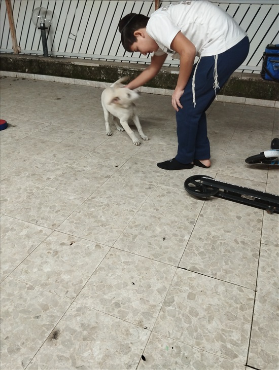 תמונה 7 ,כלבים מעורב   מקס למכירה ביהודמונסון