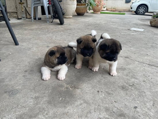 תמונה 1 ,כלבים אקיטה אמריקאי   אקיטה למכירה בירכא