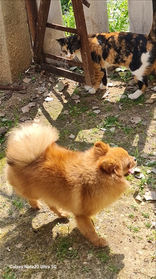 תמונה 2 ,כלבים פומרניאן   נקבה  למכירה בראשון לציון