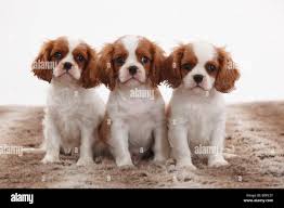 תמונה 1 ,כלבים קבליר קינג צארלס ספנייל    למכירה בהרצליה