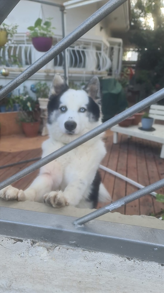 תמונה 1 ,כלבים אחר   קאיי למכירה בכפר יונה
