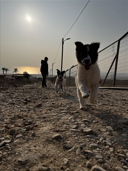 תמונה 1 ,כלבים אחר   ליאור ונובה לאימוץ בתל אביב 