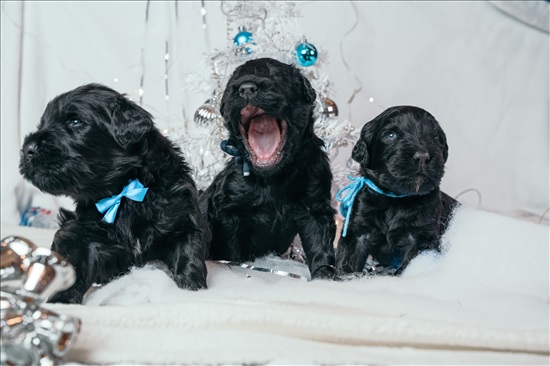 תמונה 1 ,כלבים טרייר רוסי שחור   דיטה פון טיז למכירה בקרית אונו