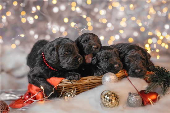 תמונה 2 ,כלבים טרייר רוסי שחור   דיטה פון טיז למכירה בקרית אונו