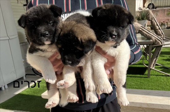תמונה 2 ,כלבים אקיטה אמריקאי   מוחמד למכירה בטמרה