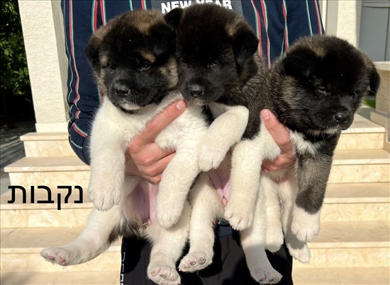 תמונה 3 ,כלבים אקיטה אמריקאי   מוחמד למכירה בטמרה
