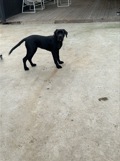 תמונה 1 ,כלבים קאנה קורסו   סקאי  למכירה בניצני עוז