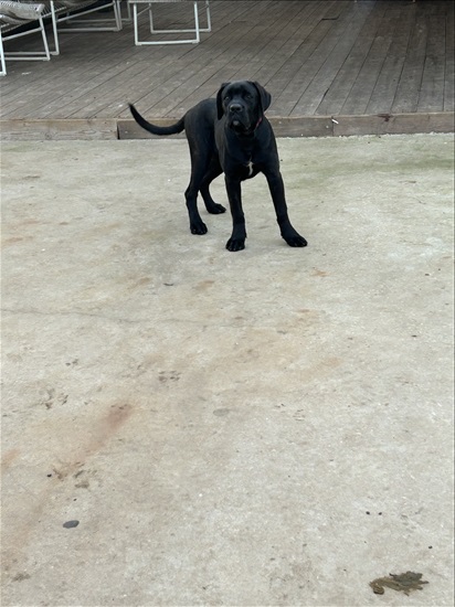 תמונה 2 ,כלבים קאנה קורסו   סקאי  למכירה בניצני עוז