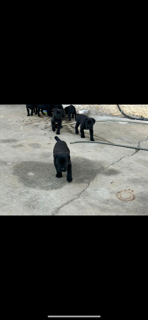תמונה 1 ,כלבים קאנה קורסו   מוני למסירה בשפרע