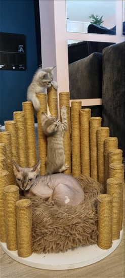 תמונה 7 ,חתולים ספינקס   פולינה למכירה באשקלון