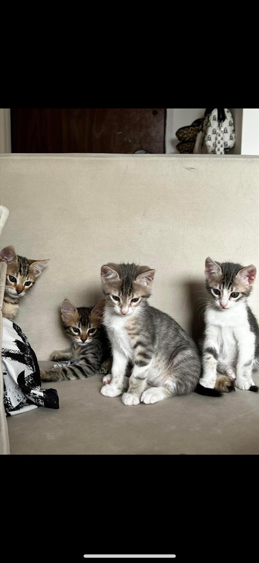 תמונה 1 ,חתולים אחר   4 גורים למסירה בבאר שבע