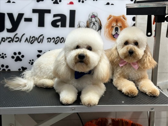 תמונה 4 ,כלבים פודל   פודל טוי למכירה בחצור הגלילית