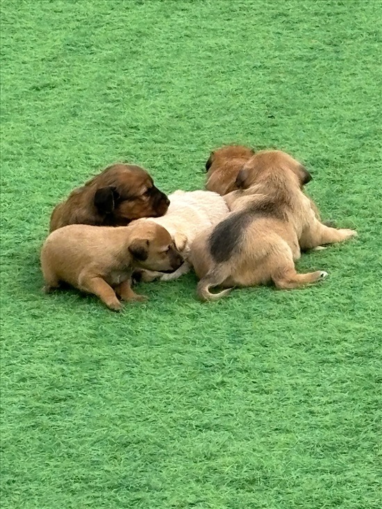 תמונה 4 ,כלבים מעורב   פינצ׳ר למכירה בזוהר