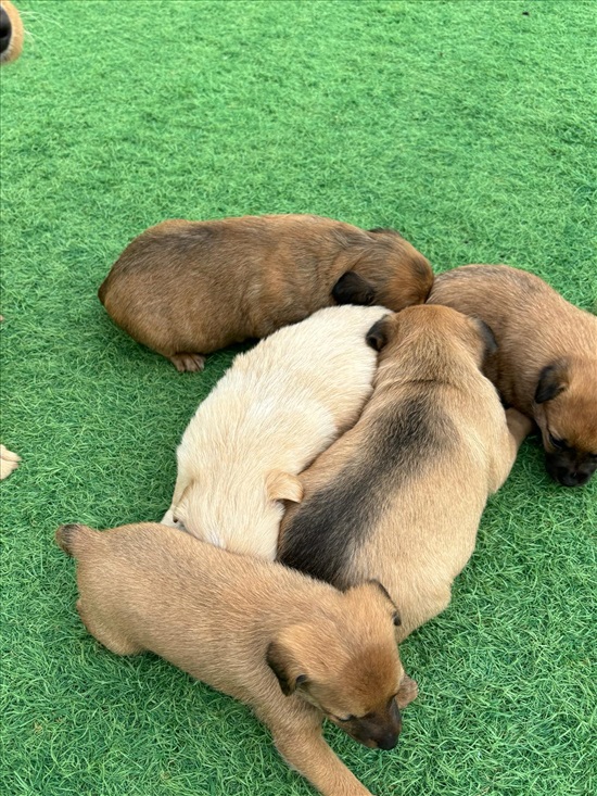 תמונה 1 ,כלבים מעורב   פינצ׳ר למכירה בזוהר
