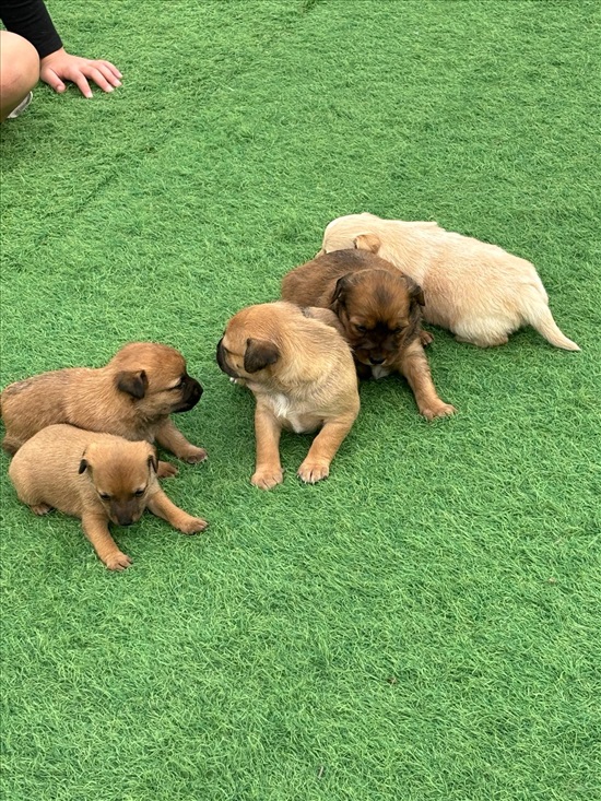 תמונה 2 ,כלבים מעורב   פינצ׳ר למכירה בזוהר