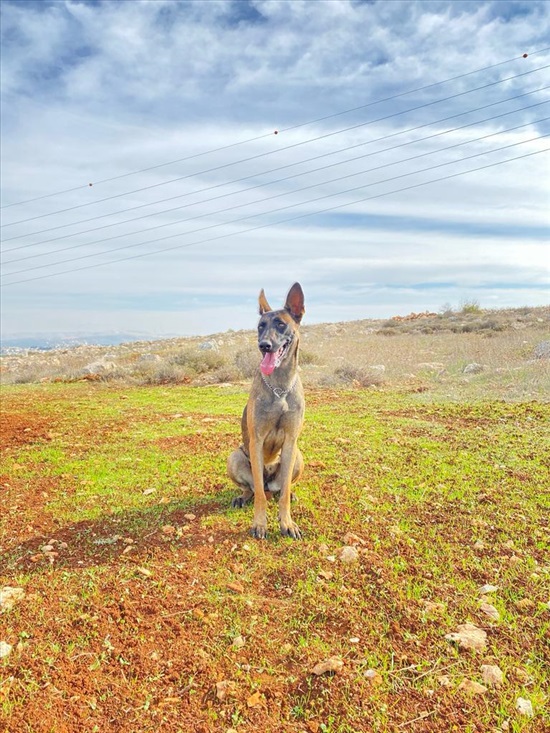תמונה 3 ,כלבים רועה בלגי   מיקה  למסירה באריאל