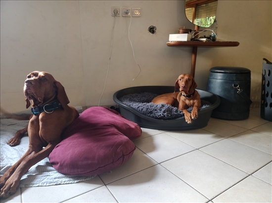 תמונה 4 ,כלבים ויזלה   גורים למכירה בנווה זיו