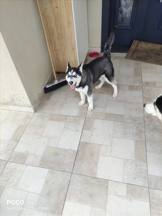 תמונה 1 ,כלבים האסקי סיביר   קאיה למכירה בטירה