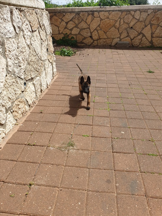תמונה 5 ,כלבים רועה בלגי   מלינואה למכירה באריאל 