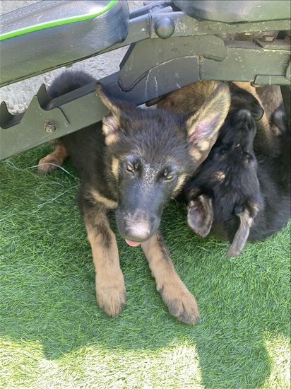 תמונה 6 ,כלבים רועה גרמני   גורים למכירה בשדרות