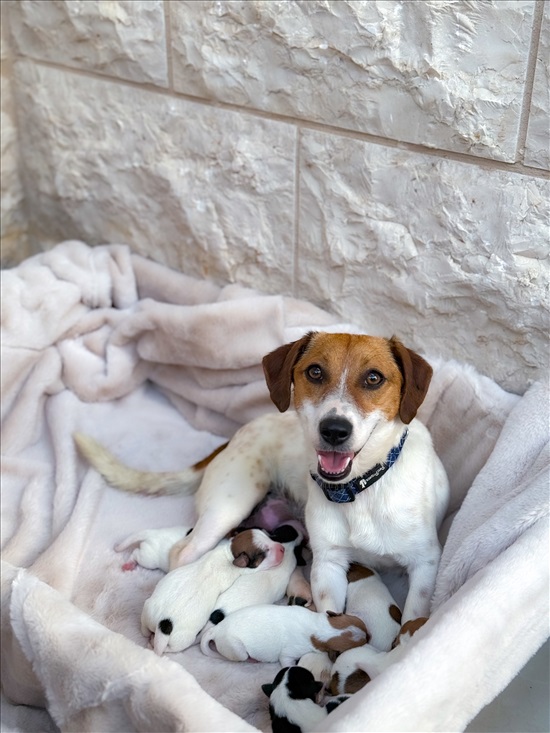 תמונה 4 ,כלבים גק ראסל טרייר   גק ראסל למכירה בבסמת טבעון