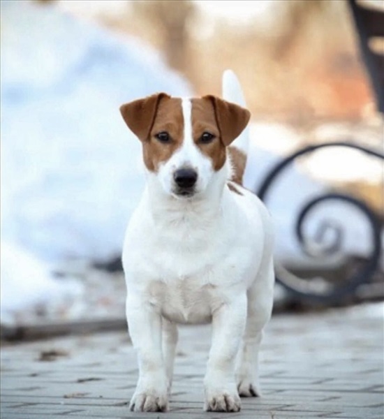 תמונה 5 ,כלבים גק ראסל טרייר   גק ראסל למכירה בבסמת טבעון