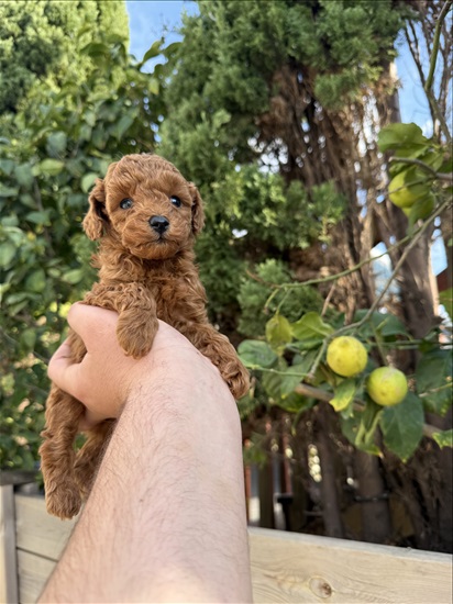 תמונה 2 ,כלבים פודל טוי   פודל טוי ננסי למכירה בנהריה