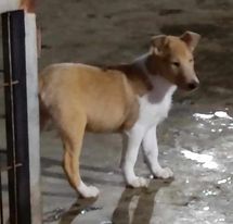 תמונה 3 ,כלבים קולי   גור למכירה בכפר ידידיה
