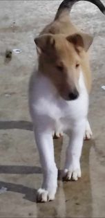 תמונה 4 ,כלבים קולי   גור למכירה בכפר ידידיה