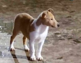 תמונה 7 ,כלבים קולי   גור למכירה בכפר ידידיה