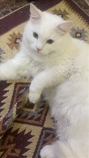 חתולים פרסי ים המלח והבקעה 