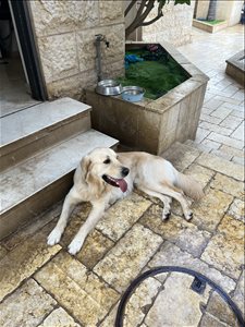 כלבים גולדן רטריבר תל אביב והמרכז 