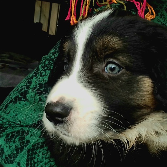 תמונה 3 ,כלבים האסקי סיביר   אקבש האסקי למכירה בקציר-חריש
