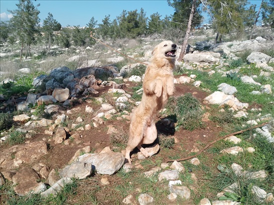 תמונה 6 ,כלבים האסקי סיביר   אקבש האסקי למכירה בקציר-חריש